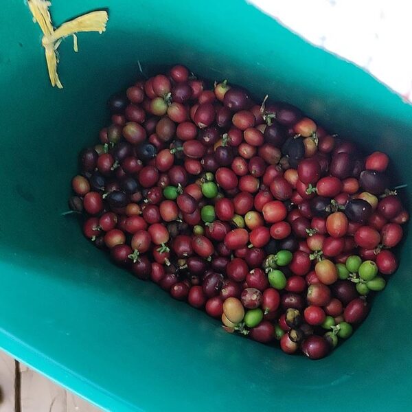 Tour del Café Medellín - Medellín de Cerca